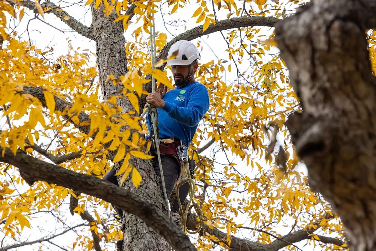 Skilled Dead Tree Removal crew working in Houston