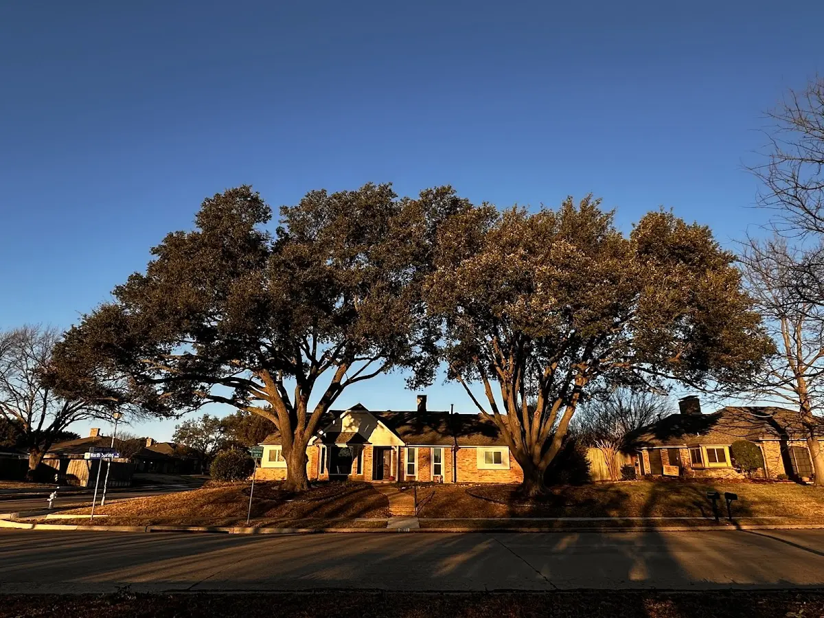Established residential canopy tree shading a home in Houston